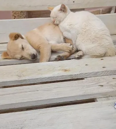 Azienda Agrituristica La Torretta *