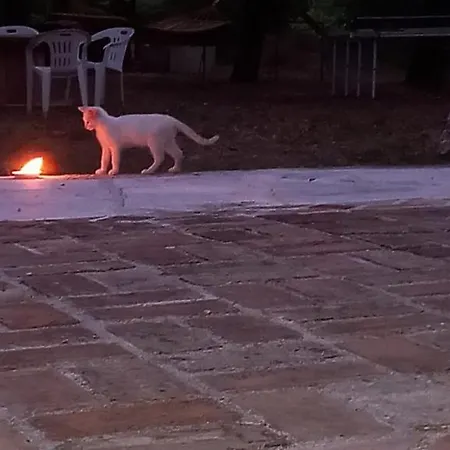 Azienda Agrituristica La Torretta Фермерский дом Tocco da Casauria