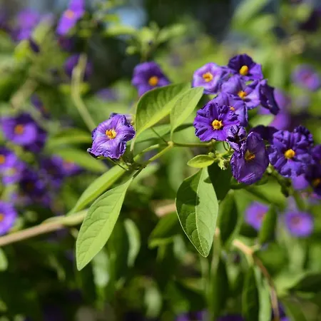 Azienda Agrituristica La Torretta Tocco da Casauria