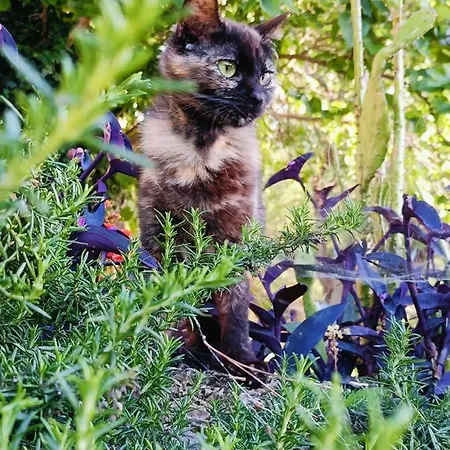 Agroturismo Azienda Agrituristica La Torretta *