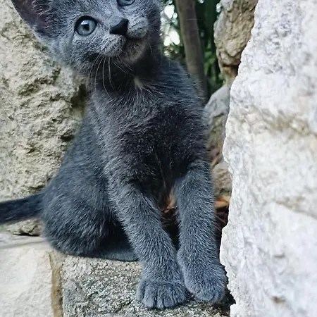 Gospodarstwo agroturystyczne Azienda Agrituristica La Torretta Tocco da Casauria
