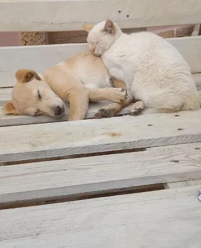 Azienda Agrituristica La Torretta *