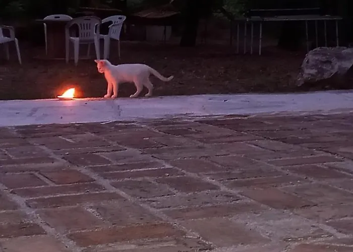 Azienda Agrituristica La Torretta Alloggio per agriturismo Tocco da Casauria