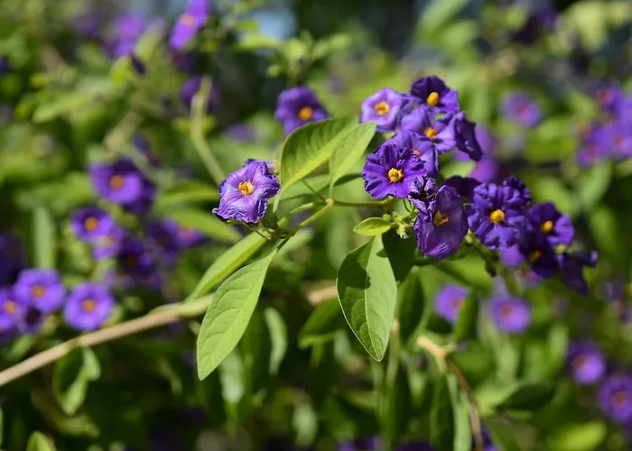 Azienda Agrituristica La Torretta Tocco da Casauria