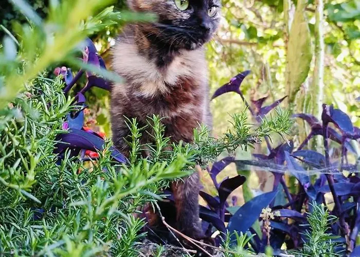 בית חווה Azienda Agrituristica La Torretta *