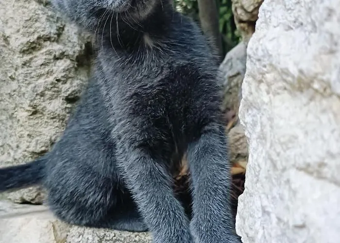 בית חווה Azienda Agrituristica La Torretta Tocco da Casauria