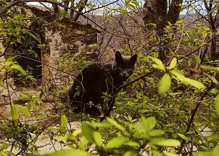 Azienda Agrituristica La Torretta Tocco da Casauria